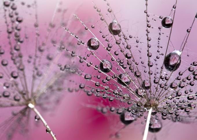 Dandelions