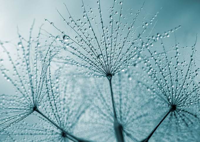 Dandelions