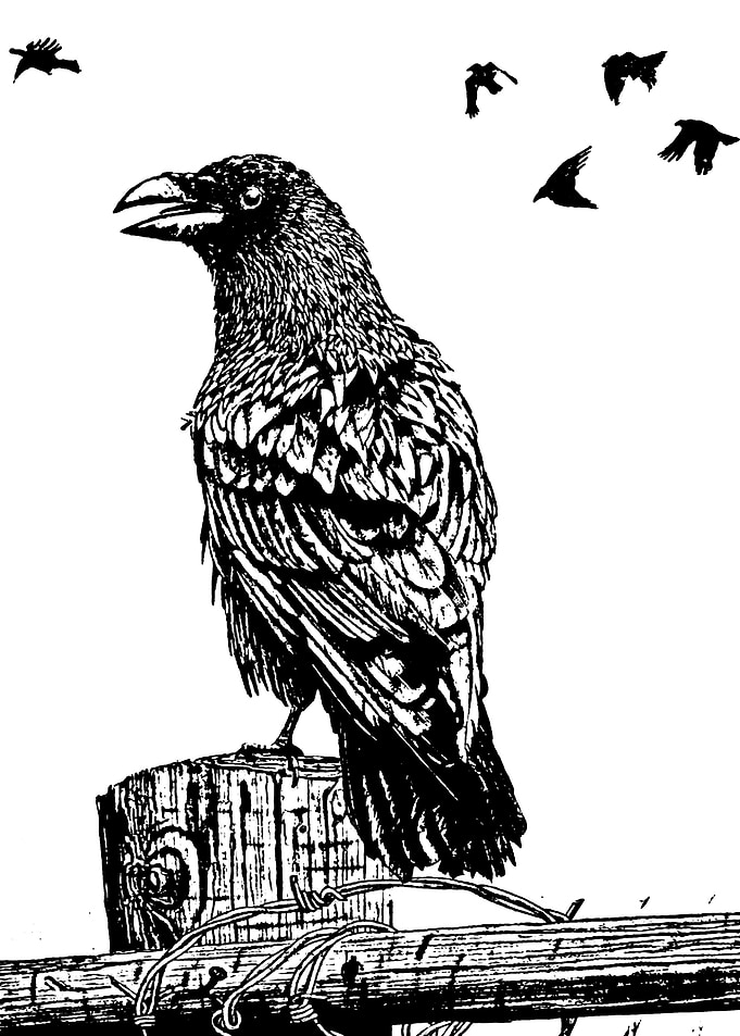 Animal