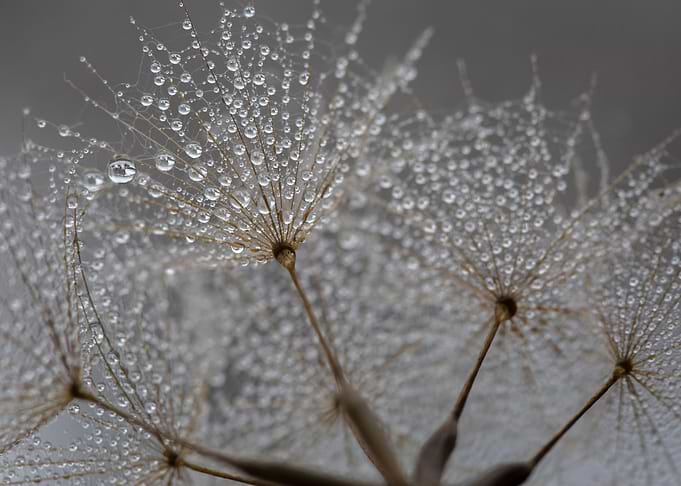 Dandelions