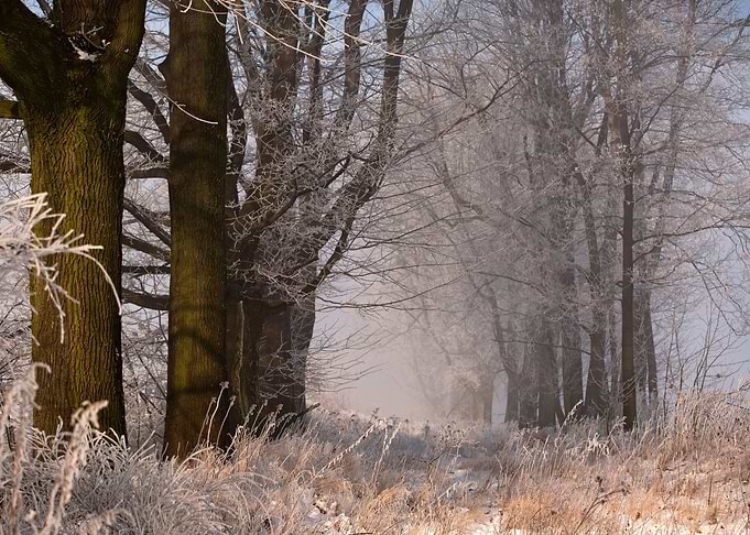 Winter morning