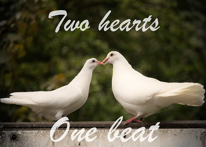 Love birds