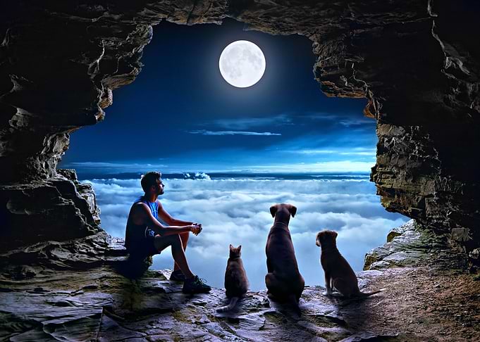 Loyal companions