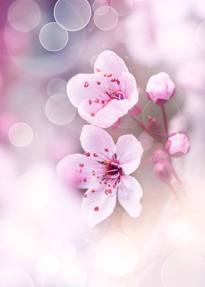 Pink cherry blossom garden