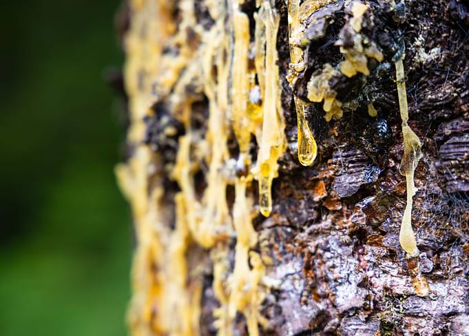 Golden resin
