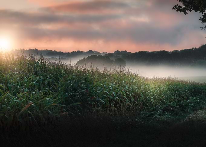 Sunrise Over the Cornfield