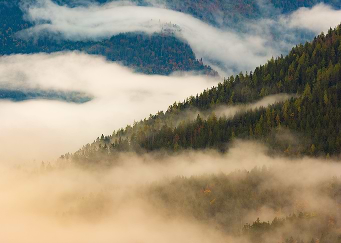 Foggy Fairytale