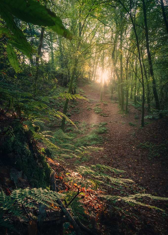 The Enchanted Forest