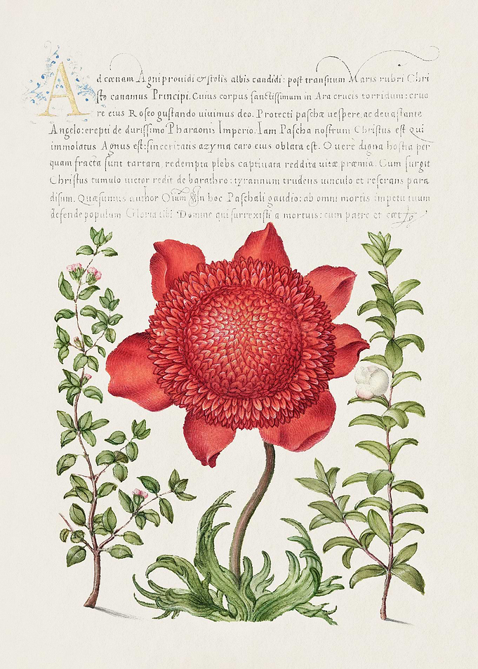 The Model Book page