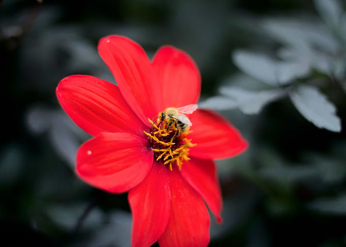 Busy bee