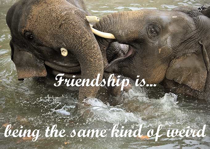 Elephants have more fun
