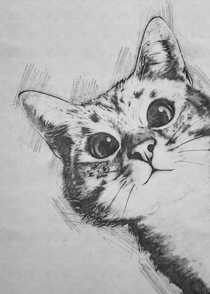 Cat pencil sketch