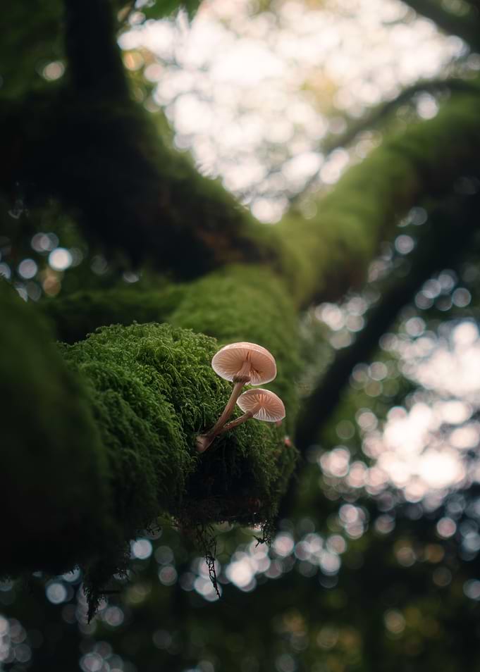 Enchanted Mushrooms