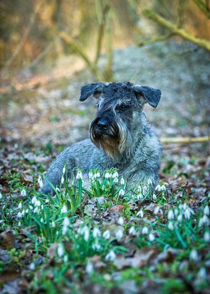 Giant Schnauzer