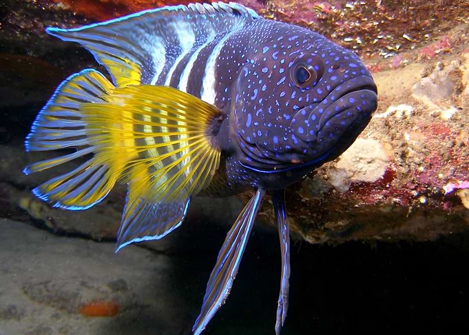 Longfin