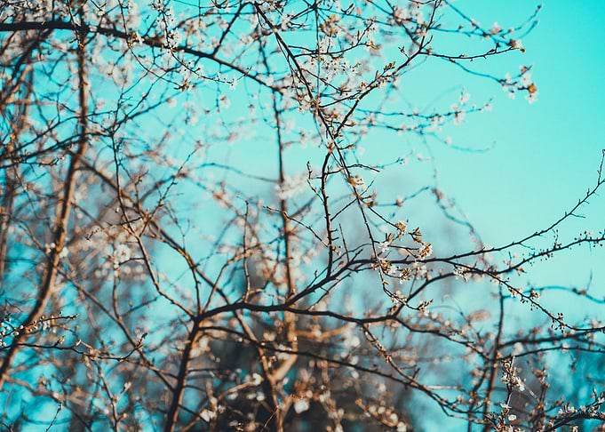 Spring tree