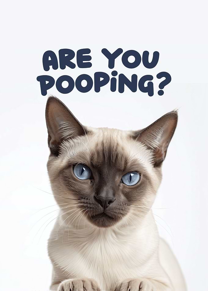 Funny cat toilet