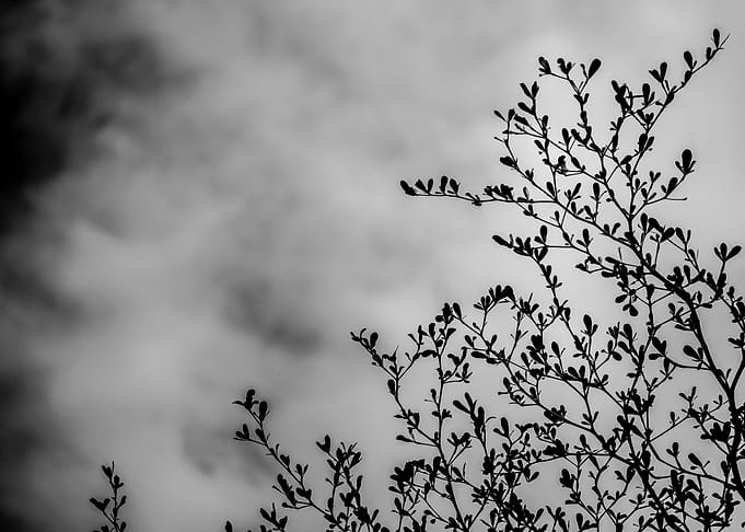 Black Branches of trees