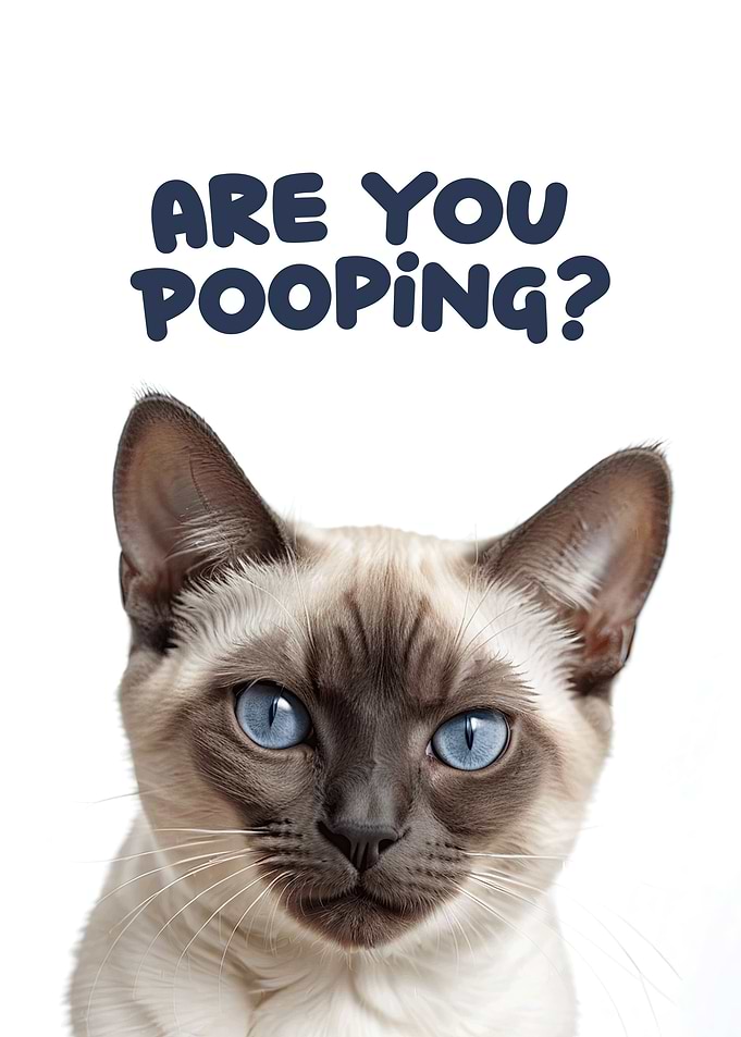 Funny cat toilet