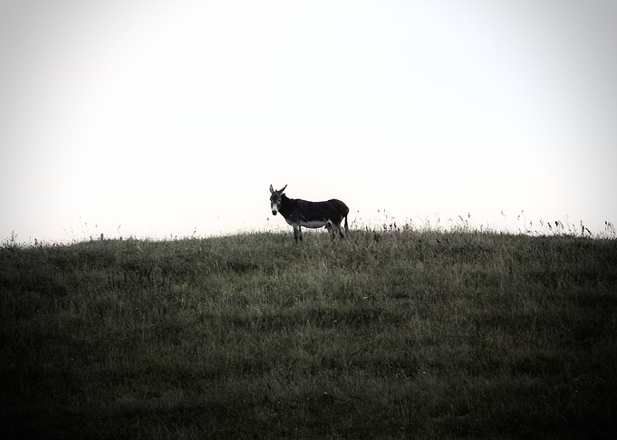 Donkey on the hill