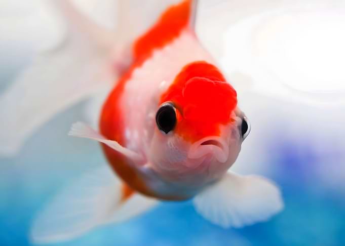 Goldfish