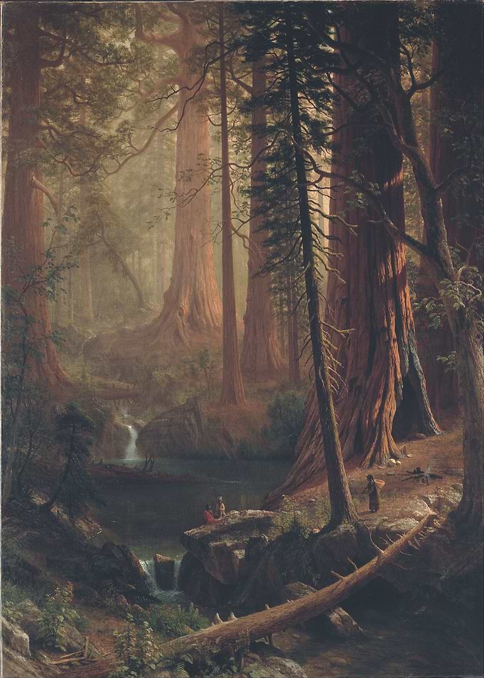 Redwood Trees