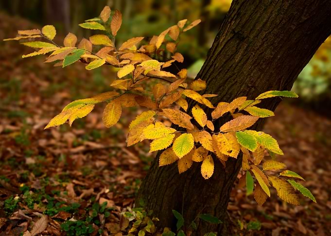 Autumn Leaves