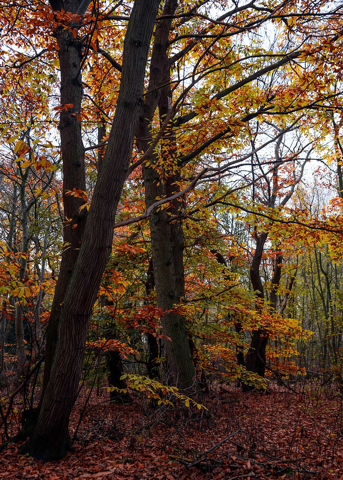 Autumn Trees