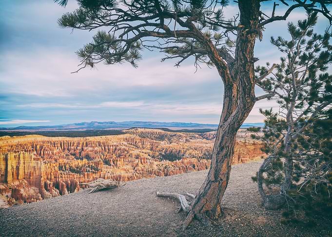 Overlook To Bryce Canyon