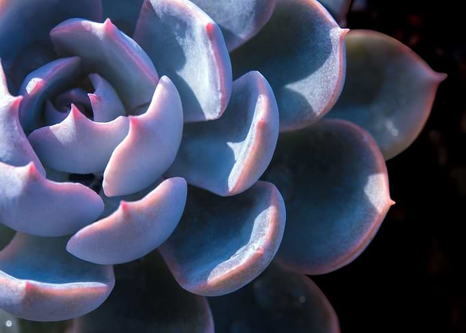 Echeveria Succulent plant