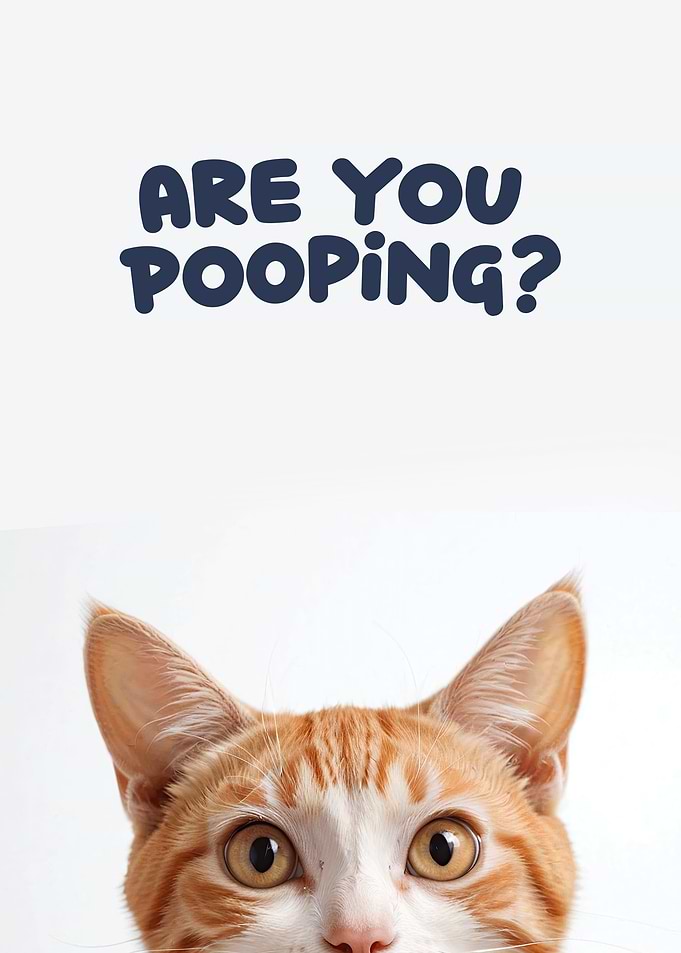 Funny cat toilet