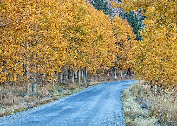 Through the Season