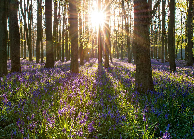 Spring Forest