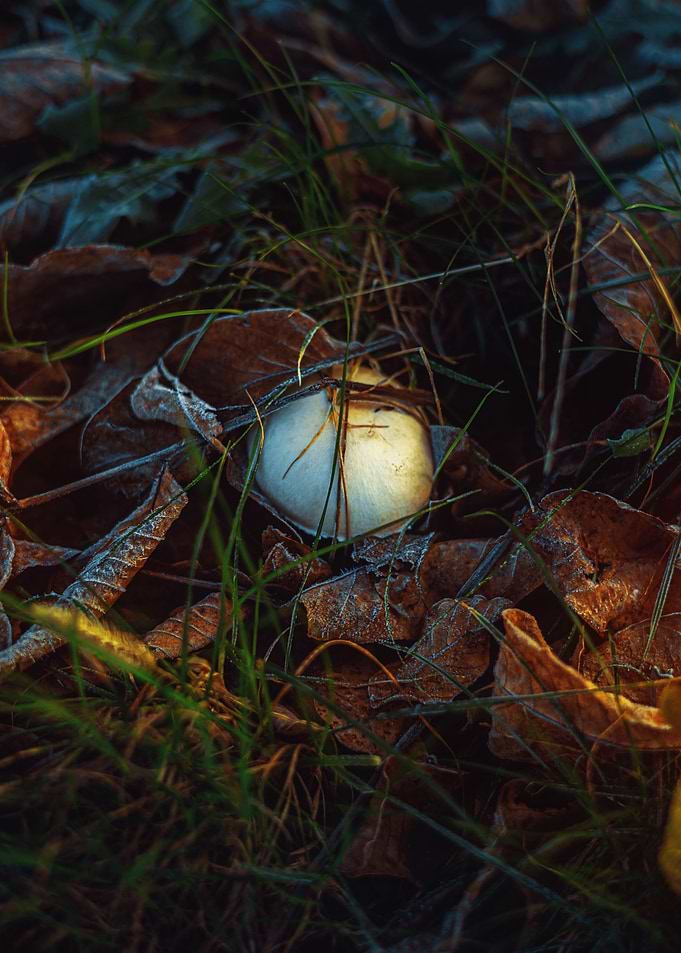 Sleep Of A Mushroom