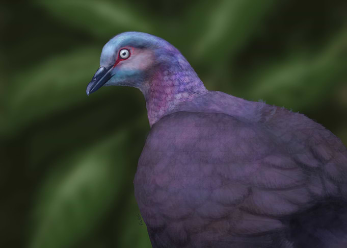 Tolima dove