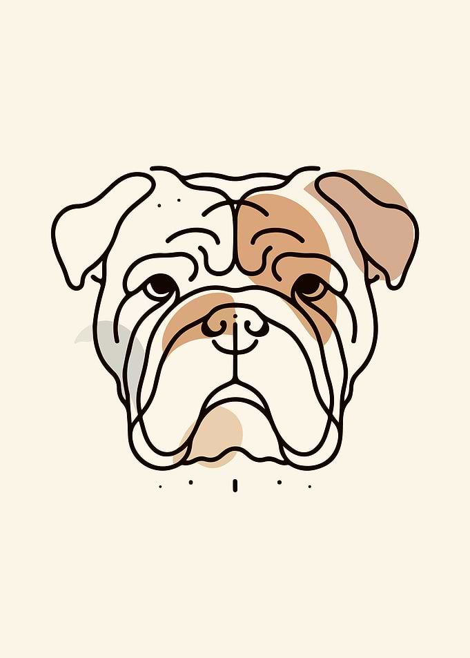 Bulldog Gaze