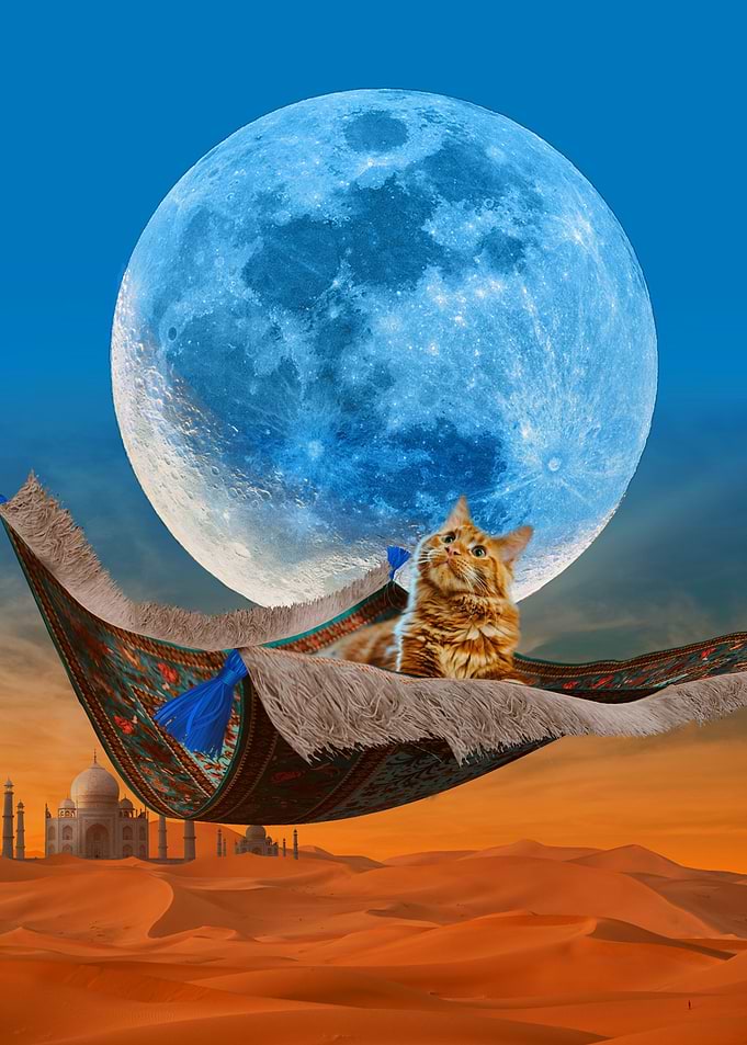 Kitten On Flying Carpet