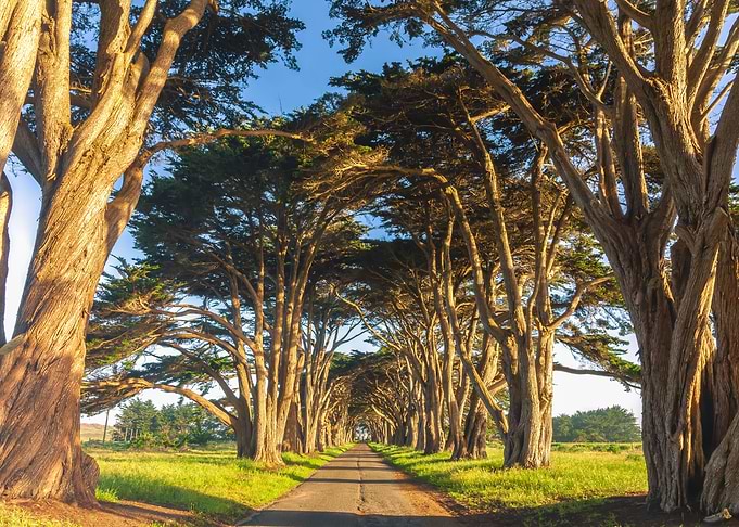 Cypress Tunnel