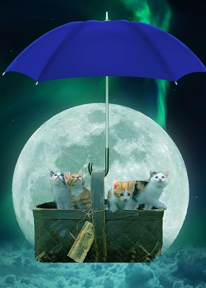 Cute Kittens In A Basket