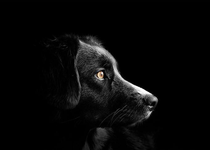 Quiet Canine Moment