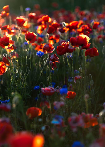 Red poppie field