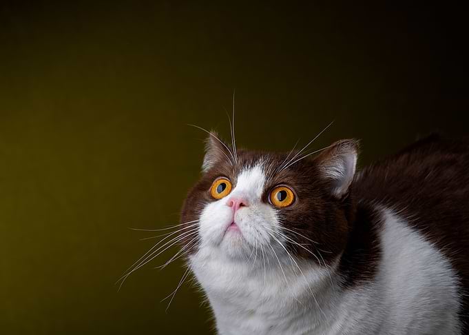 British shorthair cat