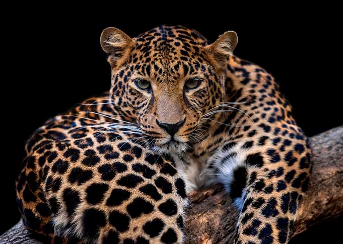 Leopard portrait