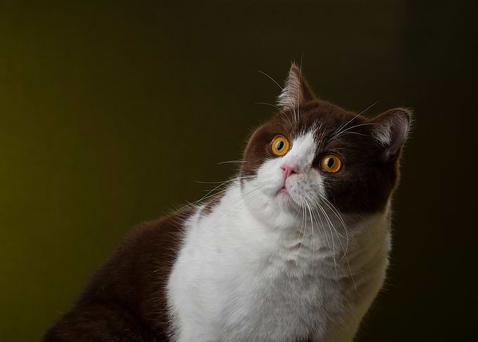 British shorthair cat