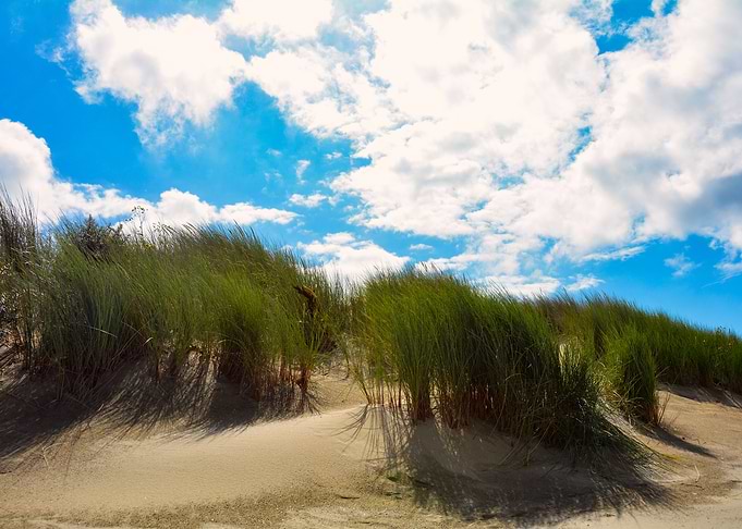 The Beach grass