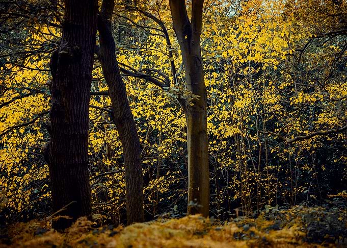 Autumn Abstract