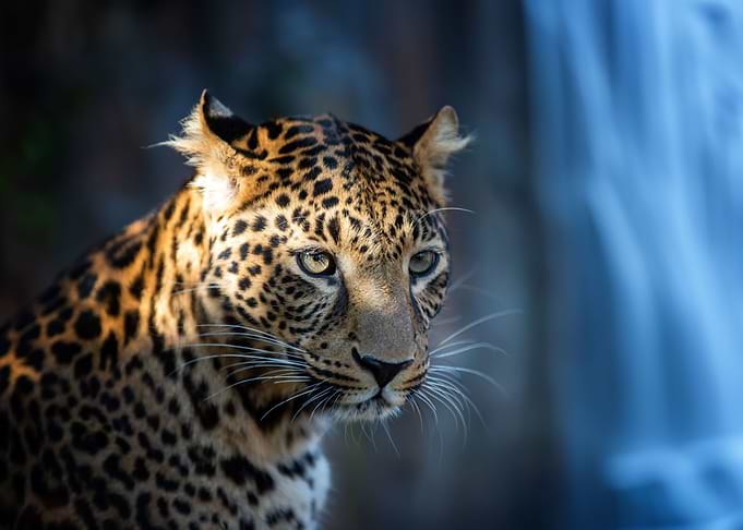 Leopard portrait