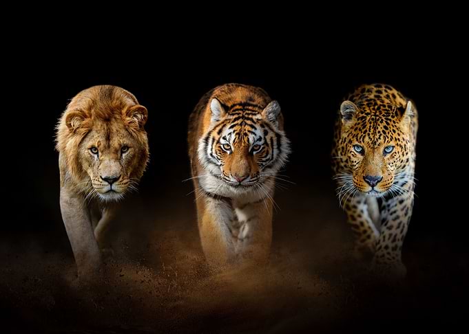 Three big cats