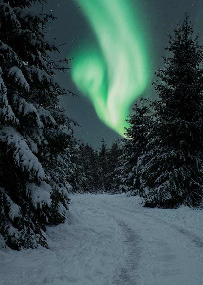Boreal Trail Illumination