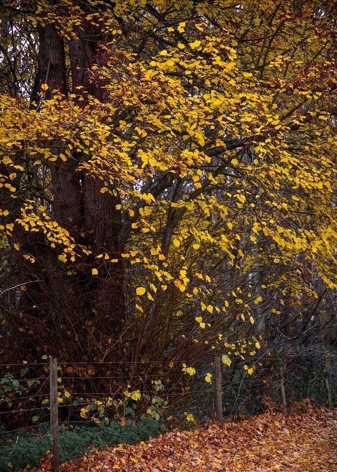 Late Autumn